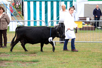 New Forest Show 2013