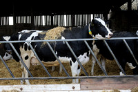 Holstein UK, The Journal Photo shoot