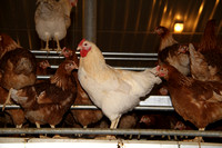 Potters Poultry photo shoot in Wales