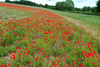 Poppy fields