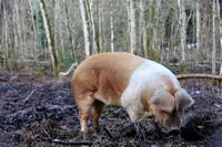 pigs and woodland management