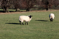 Sheep in February