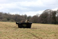 Sheep in waster trough