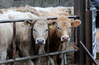 Farm Case Study Photoshoot for Anglia Farmers