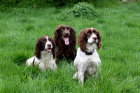 Photos of Cocker and Springers Dogs