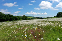 Flower meadow Oxide dairy and Foresty