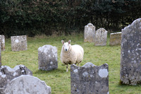 Sheep in church yard