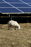 Sheep and Solar Panels