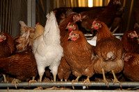 Potters Poultry photo shoot in Wales