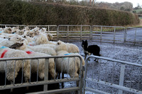 Sheep loading