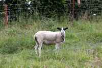 Sheep, Shearwell tags