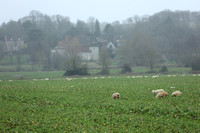 Sheep, winter grassing