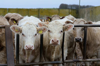 Farm Case Study Photoshoot for Anglia Farmers